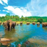 Pinnawala Elephant Orphanage – A Day with Sri Lanka’s Gentle Giants