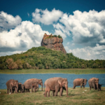 Travel During Fuel Crisis in Sri Lanka – Best Alternatives You Must Know